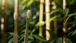 There is a bamboo toothbrush shown against a backdrop of green bamboo.