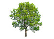 Green and lush ash tree on white background