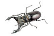 Photo of big stag beetle (Lucanus cervus) the largest beetle of Europa on white background