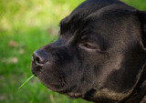 Fototapeta Boho - Close up of a young dog