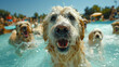 A fun-filled pet pool party with dogs of various breeds happily swimming in a large outdoor pool.