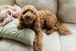 Adorable Golden Doodle laying on Family Couch