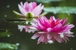 Pink Water Lilies Floating In The Water