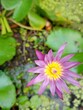pink water lily blooming beauty nature 