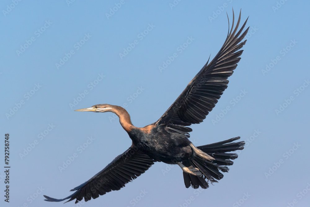African darter (Anhinga rufa), Chobe National Park, Botswana, Africa ...