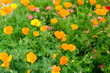 Vibrant poppies bloom, a burst of spring colors