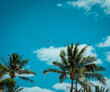 palm trees of the sky pelican Miami Beach