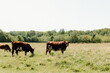 Cows grazing leisurely in a sunny, open pasture.