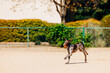 Young pointer dog running with orang ball in mouth