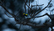 Closeup of a yellow-throated warbler perched on a barren branch