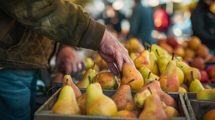 Wall Mural - A man is bending down to pick up a box filled with fresh pears at an autumn harvest market stall