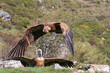 Griffon vulture landing in field. Gyps fulvus.