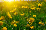 Fototapeta  - Spring yellow flowers on a field