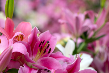 Wall Mural - Colorful lilies on blurred floral