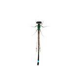 Fototapeta  - Dragonfly isolated on white