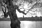Fototapeta Boho - Close up of a tree by a river in the city
