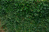 Fototapeta Kwiaty - Ivy brick wall texture