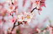Selective focus of beautiful branches, pink blooming peach or apricot on a tree under a blue sky, Beautiful cherry blossoms during the spring season in the park.
