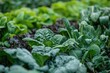 Common Kale and Spinach Crop: A Baby Leafy Green Agriculture Background with Dense and Condensed Brassica Oleracea, Carotene Colors