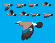 Bird Animal Animation Sequence Eurasian Jay Flying Cartoon Vector