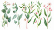Blooming eucalyptus hand drawn vector illustration se