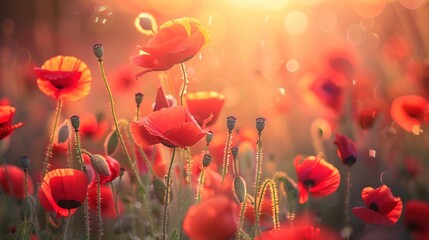 Wall Mural - baby red poppies flowers, soft light effects under the spectrum of beautiful light