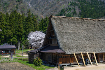 Wall Mural - 世界遺産 菅沼合掌造り集落の春景色