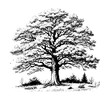White oak tree hand drawn vector