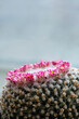 Closeup of green spherical cactus with pink flowers and sharp thorn needles. Image with selective focus and copy space  
