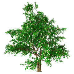 Wall Mural - 3d rendering stewartia tree on white