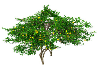 Wall Mural - 3d rendering lemon fruit tree on white