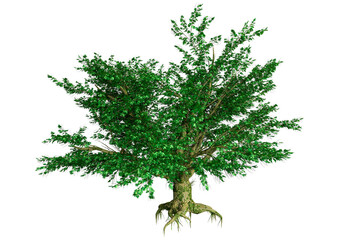 Wall Mural - 3d rendering maple tree on white