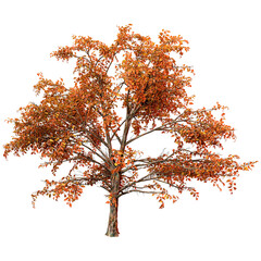 Wall Mural - 3d rendering stewartia tree on white