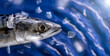 Portrait of a fresh mackerel fish on blue water background with flying fish scales. Healthy food, diet or cooking concept. Real photo - no A.I.