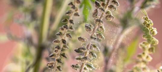 Very detailied photo of dangerous Ragweed. Its pollen causes a strong allergy. Real Photo (no A.I.)