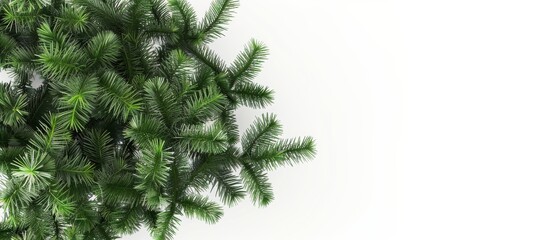 Canvas Print - The top of a Christmas tree on a white background. 3D rendering