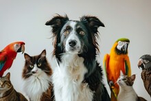  A Border Collie Dog Surrounded By Cats, Parrots And Birds On A White Background