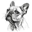 French Bulldog Sketch on White Background. Hand-Drawn Portrait of Cute Canine Pet Animal Puppy