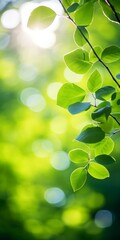 Poster - bokeh image of green leaves with bright sunlight behind