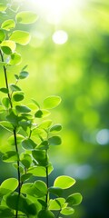 Poster - bokeh image of green leaves with bright sunlight behind