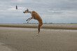 Funny brown and white galgo jumps on the beach to catch a frisbee. In the background you can see a famous lighthouse