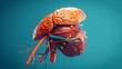 Human liver for medical drug, pharmacy and education design. Modern hepatic system organ and digestive gallbladder organ.