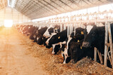 Fototapeta  - Concept Banner agriculture industry, farming and livestock. Herd of cows eating hay in cowshed on dairy farm in barn with sunlight