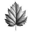 pencil drawing of a tree leaf, sketch, on a white background, minimalism, detailed