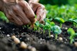 A close-up of an organic farmer's hands planting heirloom seeds in fertile soil, the focus on natural growing methods, space for text at the bottom