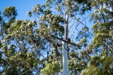 Fototapeta Sawanna - Powerlines in the bush in Australia. Power poles a fire hazard