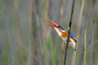 Malachite kingfisher (Corythornis cristatus) eating a dragonfly in the Chobe River between Namibia and Botswana. Low angle shot from a boat.