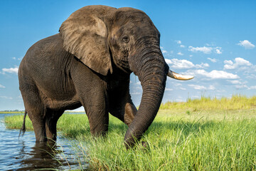 Close encounter with an elephant from a boat. African elephant eating from the fresh grass at the Chobe River between Botswana and Namibia in the green season.