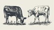 © Антон Сальников - A pair of vintage engravings of farm animals. One is standing still while the other is eating grass.