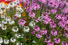 Spinnenblume Oder Spinnenpflanze (Tarenaya Hassleriana) Staude Mit Vielen Blüten 